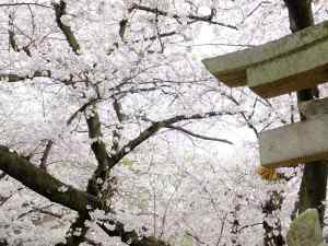 聖圓寺の鳥居と桜