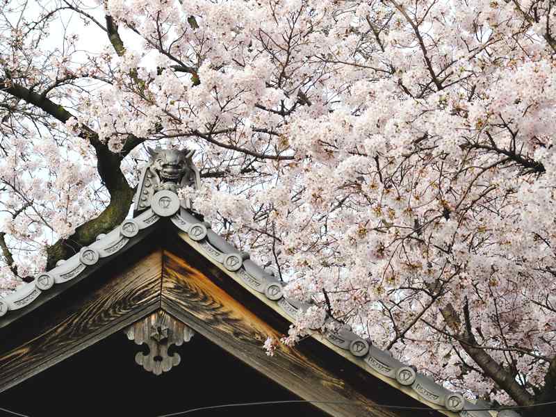 聖圓寺の桜