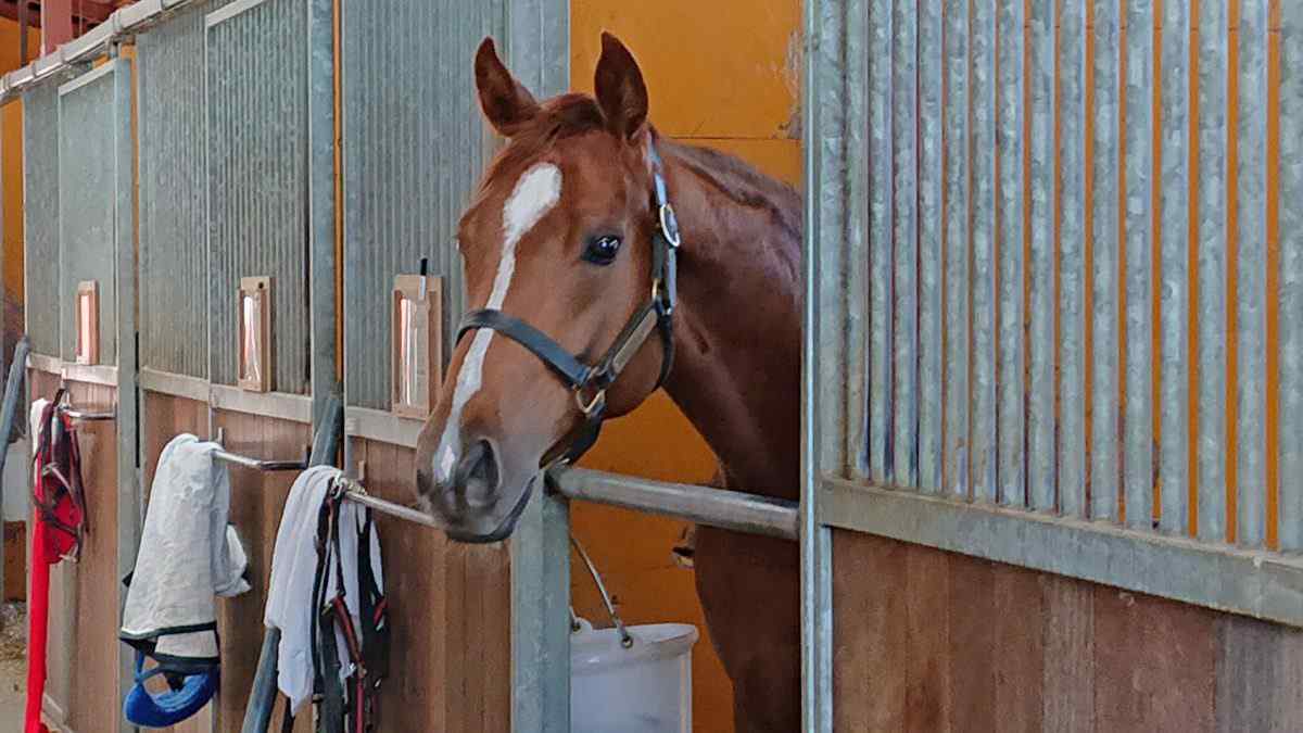 風間さんのところの印鑑で契約した馬